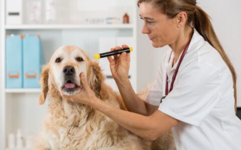 上海动物医学成人高考全解析：报考要求、考试科目和成功录取的关键