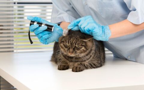 上海兽医职业的学历、资格和技能要求探究