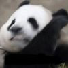 网红一哥